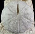 Displayable Fossil Sea Urchin (Clypeus) - England #65857-1